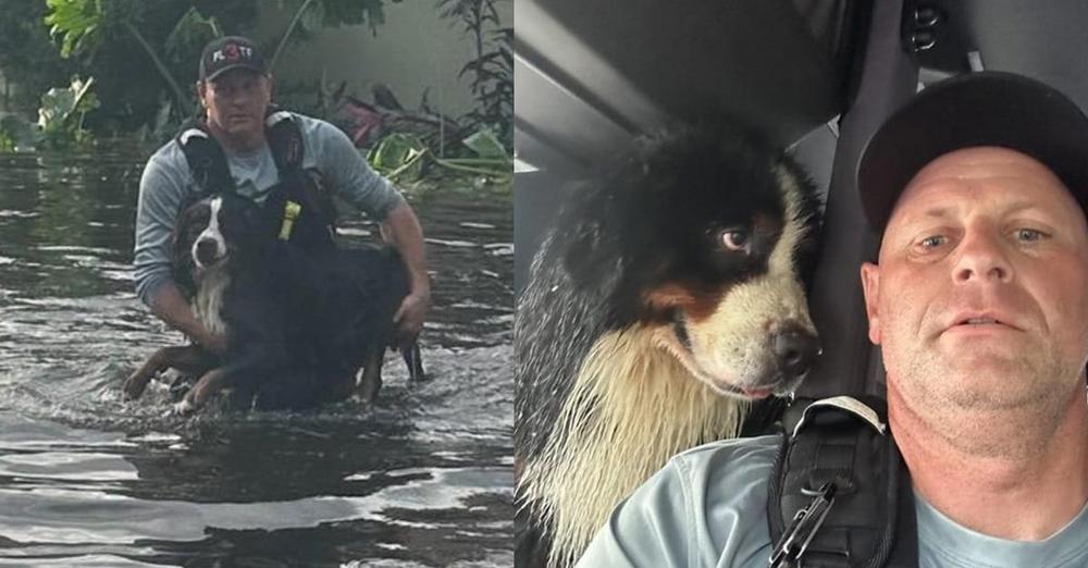 Dogโs โeyes say it allโ after firefighter rescues him from Hurricane Milton flood