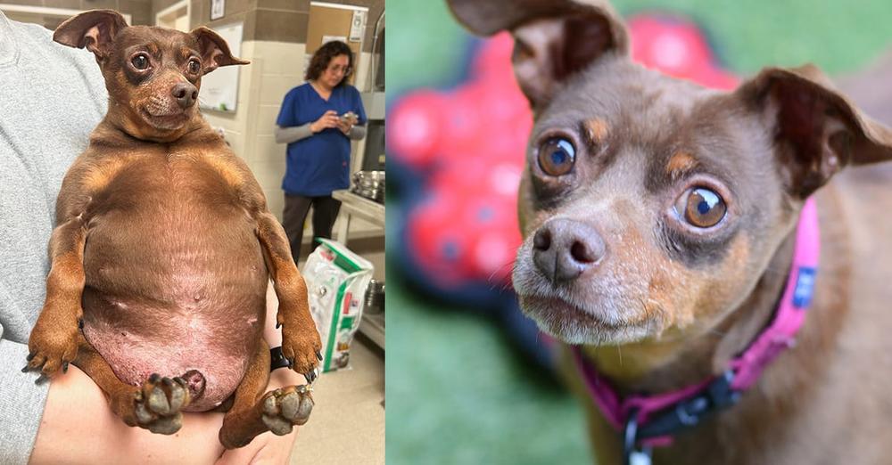 Dog arrived at shelter too fat to move โ now heโs looking for a new home to help in weight loss journey