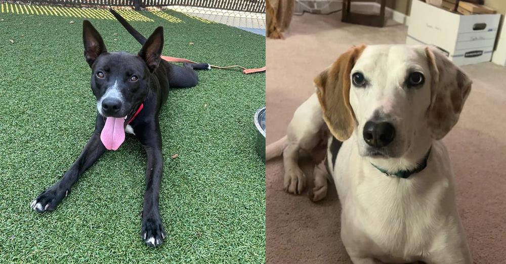 Dog best friends each spent months in shelter โ then find a home together