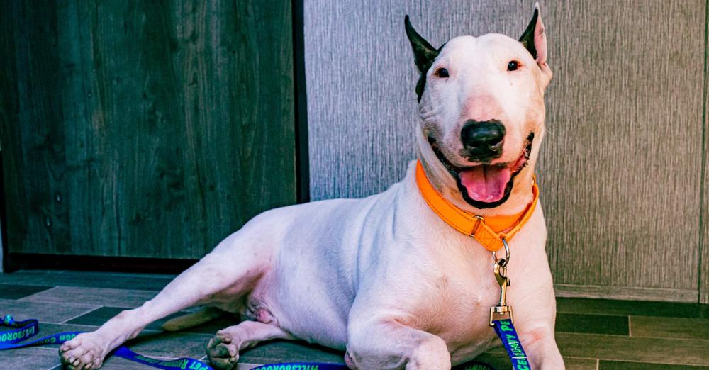 Dog left tied to pole ahead of Hurricane Milton now in safe hands and has a fitting new name