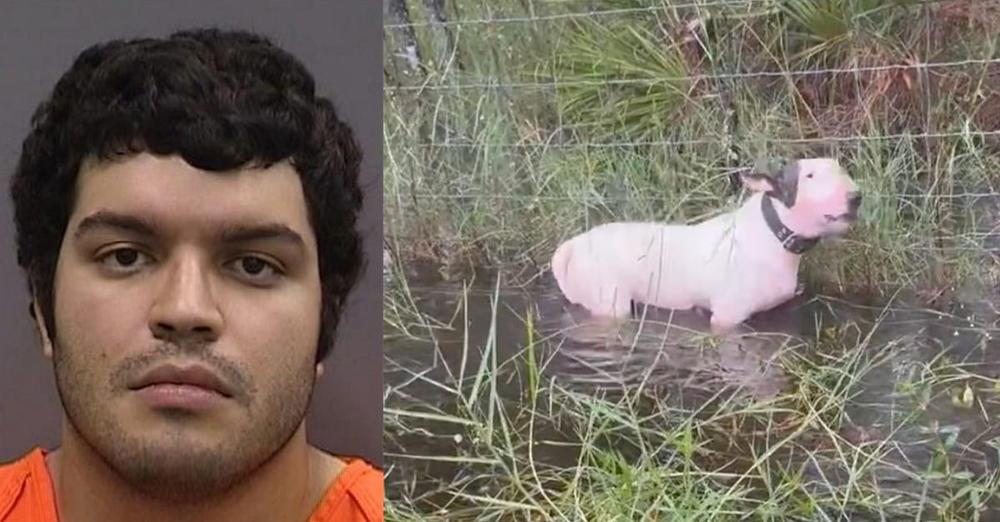 Owner arrested after tying dog to pole ahead of hurricane, charged with felony animal cruelty