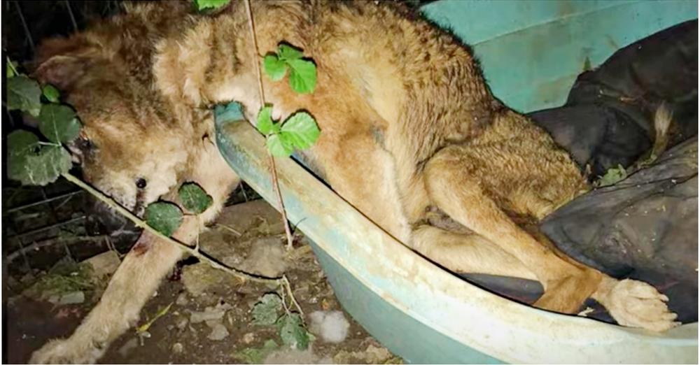 Old Dog Cast Out From His Home Slumped Over And Waited For His Time To Come