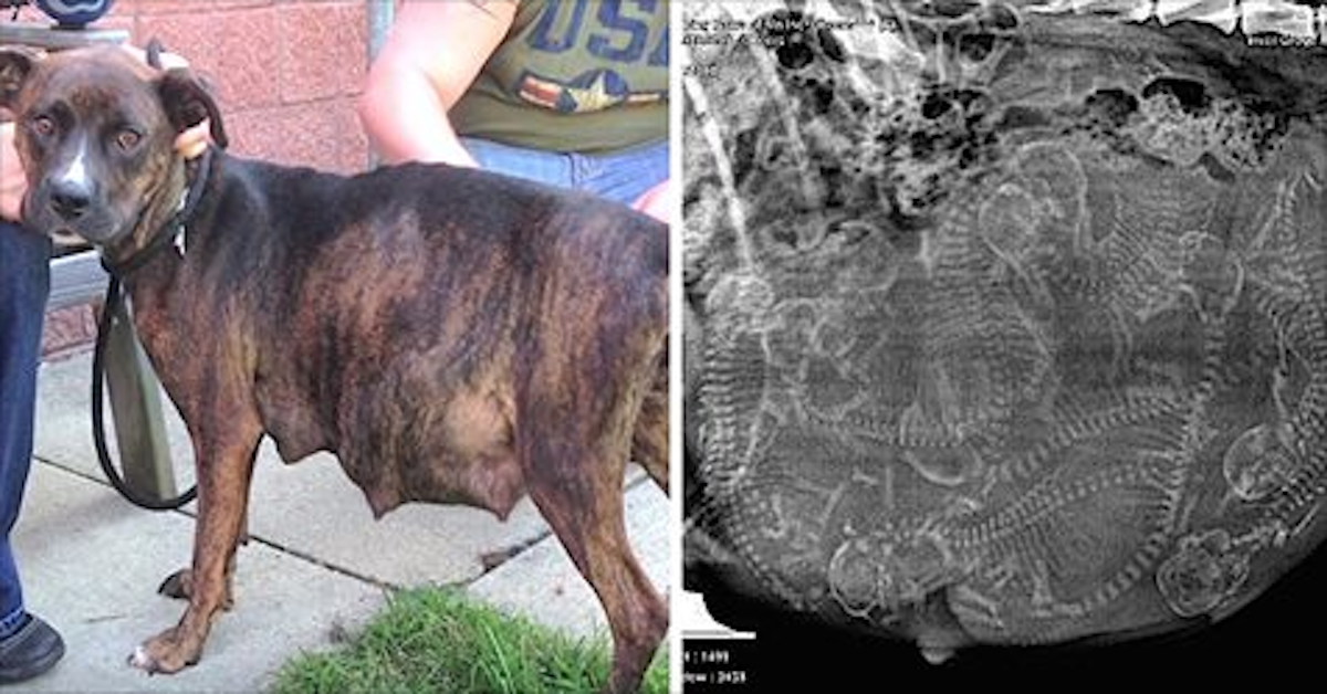 Pregnant Pit Bull Refused To Give Birth When Foster Mom Sees In Her Ultrasound