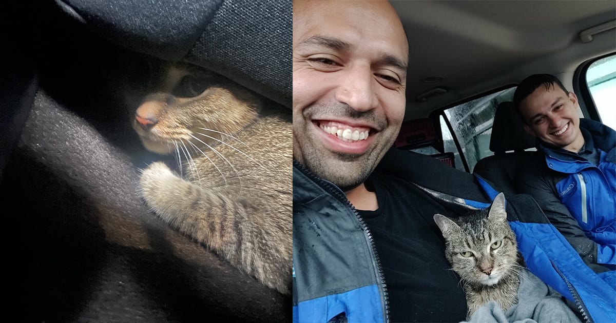 Journalists hear meowing from under their car โ save a scared kitten during Hurricane Milton
