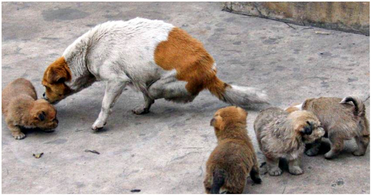A Speeding Train Took Her Legs But Her Resolve To Be A Mom Was Greater Than Anything