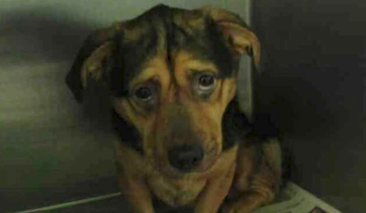 Despite Warnings From The Shelter, Couple Drives Six Hours To Adopt Sad Dog