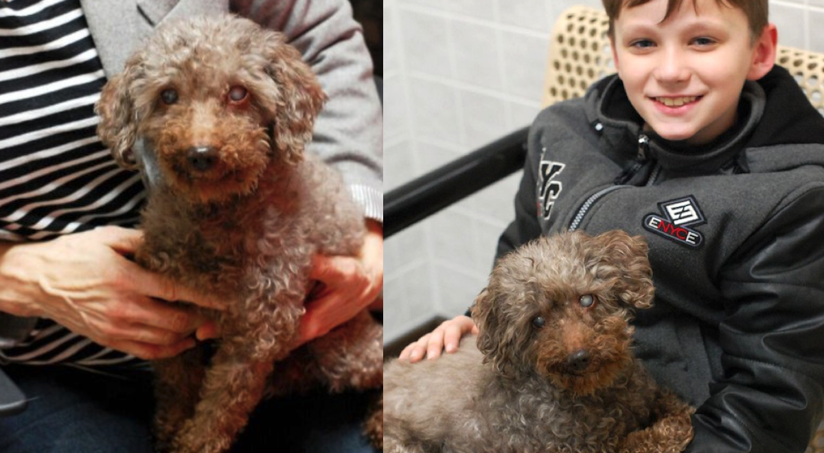 Boy Visits The Shelter And Picks Out The Oldest Dog To Adopt