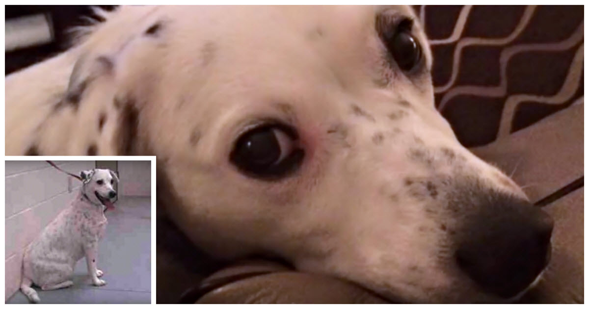Dog Brought Back To The Shelter For Being โToo Clingyโ
