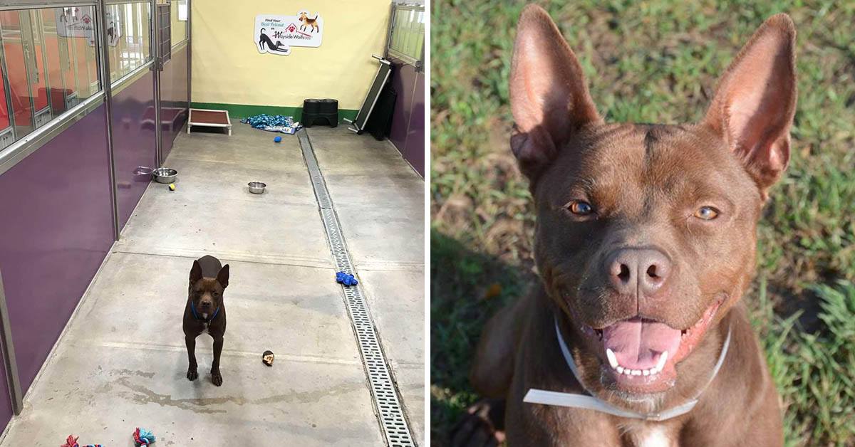 Dog Finds Himself All Alone At Shelter After Everyone Else Gets Adopted