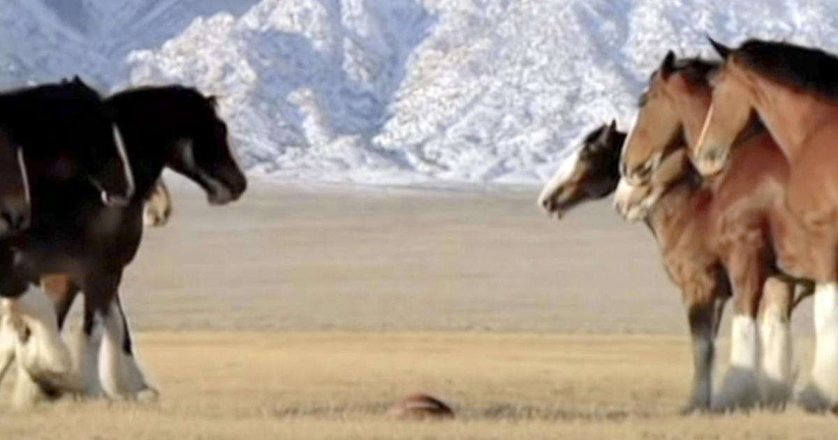 Clydesdales Lined Up For Football Game When A โStreakerโ Runs Onto The Field