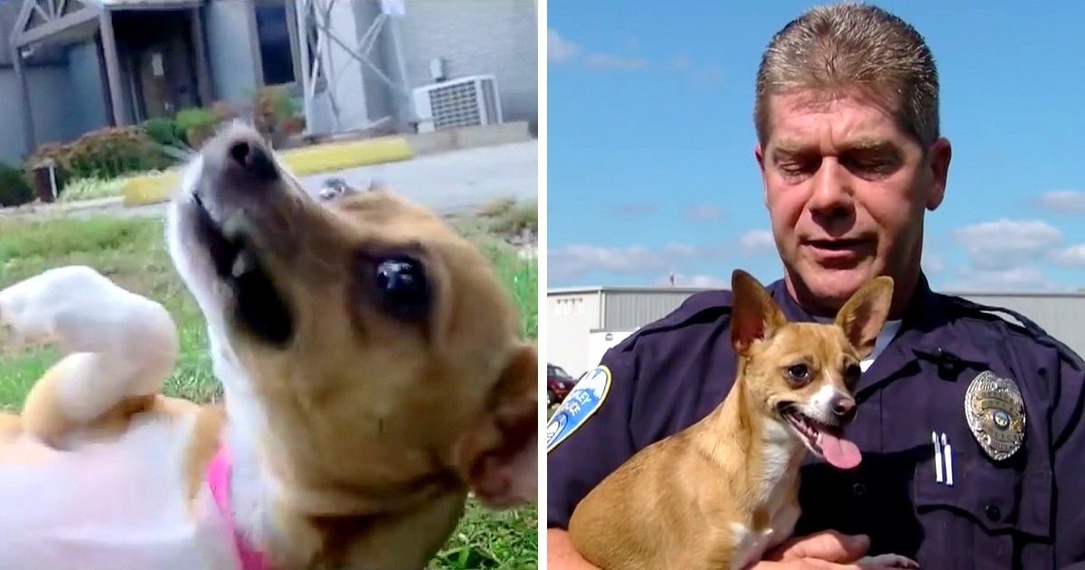 Cop Adopts Dog Whose Own Owner Tried To Break Her Neck And Brutally Murder Her