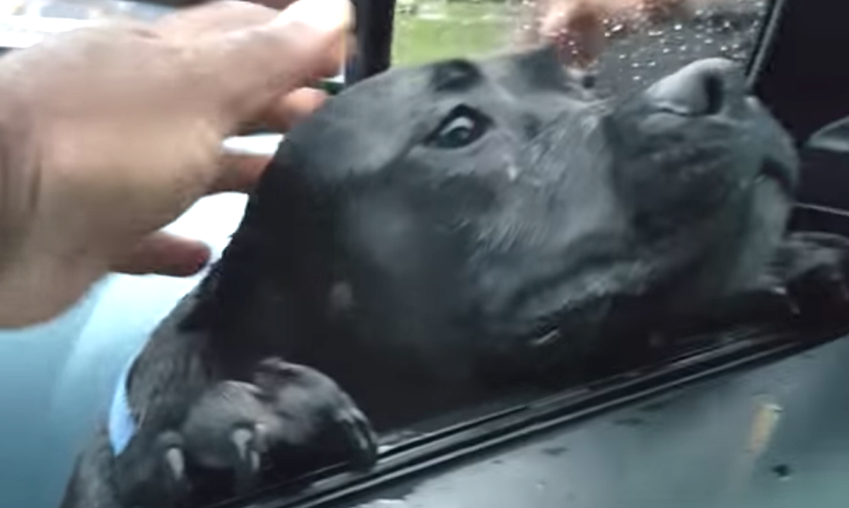 Hungry Stray Walks Up To Stranger’s Car, Man Makes The Mistake Of Offering Food