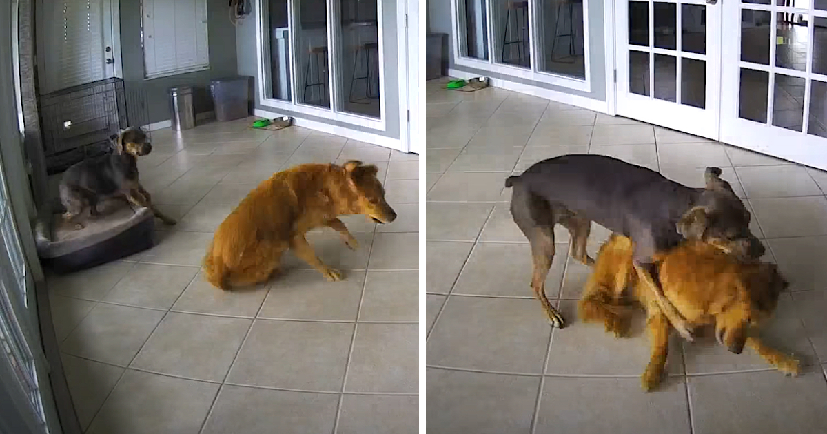 Golden Retriever Has Seizure, But His Friend ‘Tackles’ Him To The Ground