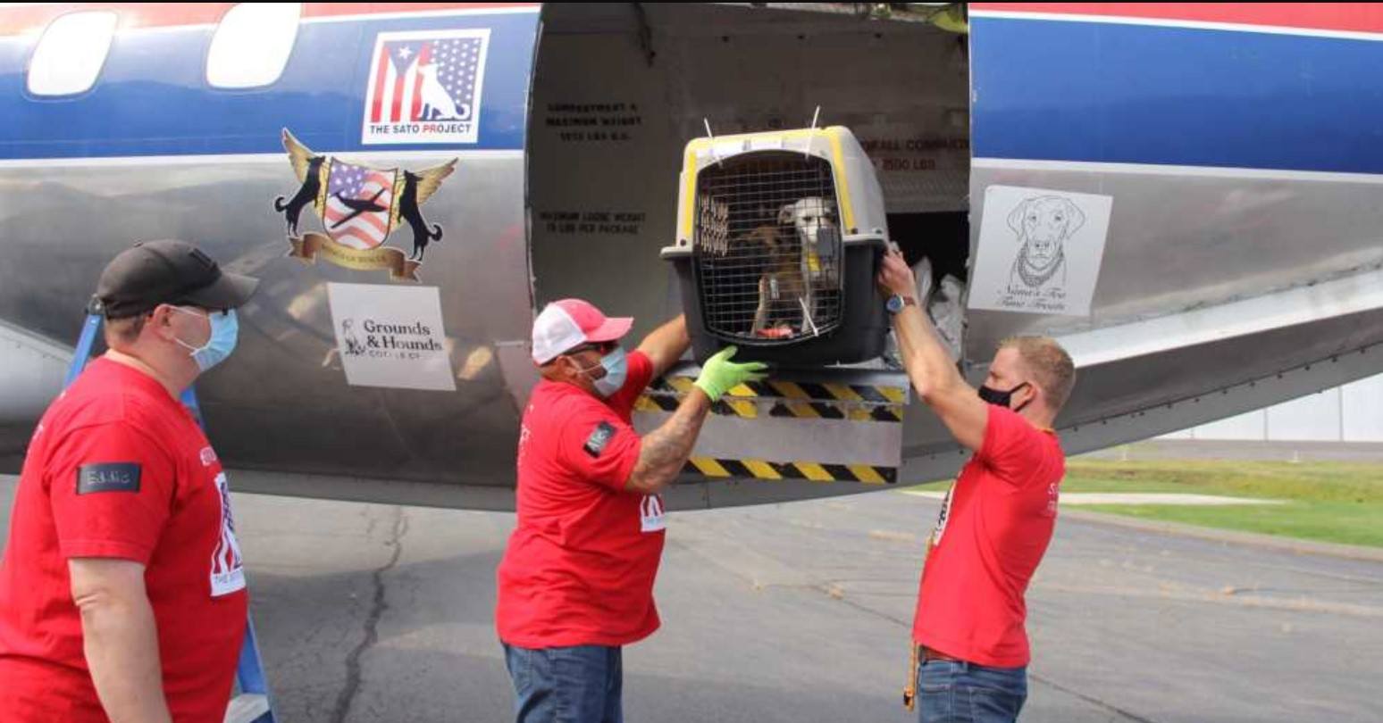 They Open The Door Of The Plane After A Long Trip And 130 Cats And Dogs Run To Their New Parents
