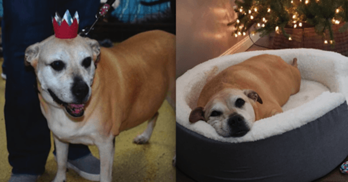 Senior Dog Is Adopted After 2,461 Days At Shelter