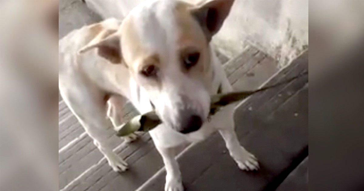 Thankful Stray Brings Gifts To The Woman Who Feeds Him
