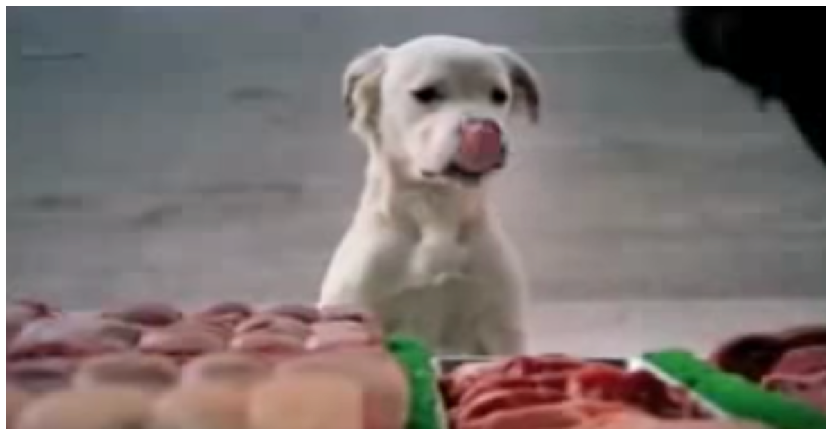 Stray Dog Becomes A ‘Big Hit’ In Famous Budweiser Super Bowl Commercial