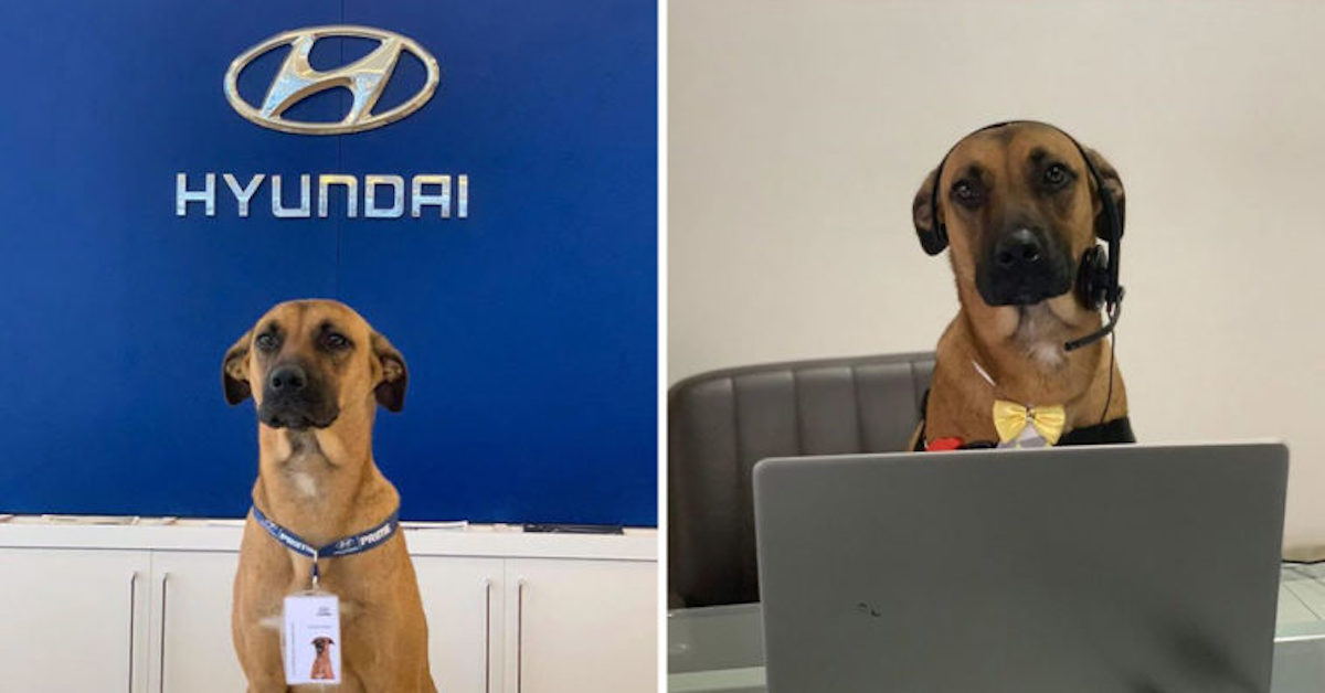 Stray Dog Keeps Coming Back To Hyundai Dealership Until They Give Him A Job And His Own ID Badge