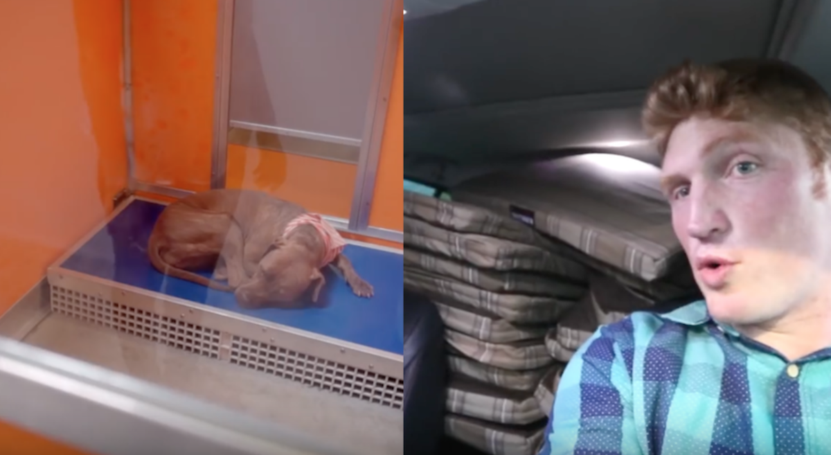Man Notices What The Shelter Dogs Are Sleeping On, Returns With A Car Full Of Beds