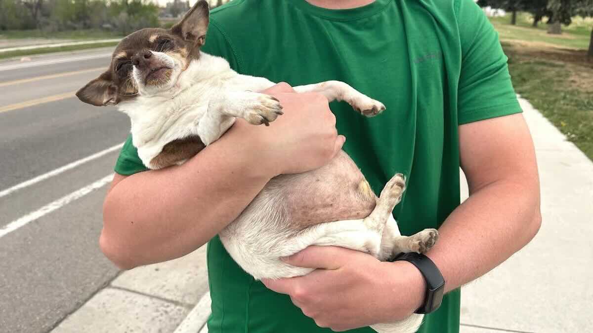Obese Chihuahua On Shelter’s ‘Red List’ Now Makes Family Emotional When He Runs