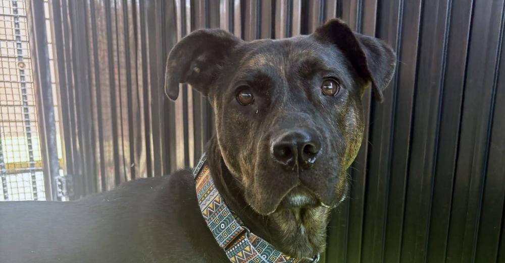 Dog ended up in shelter after owner was โtragically killed,โ still looking for home after 100 days
