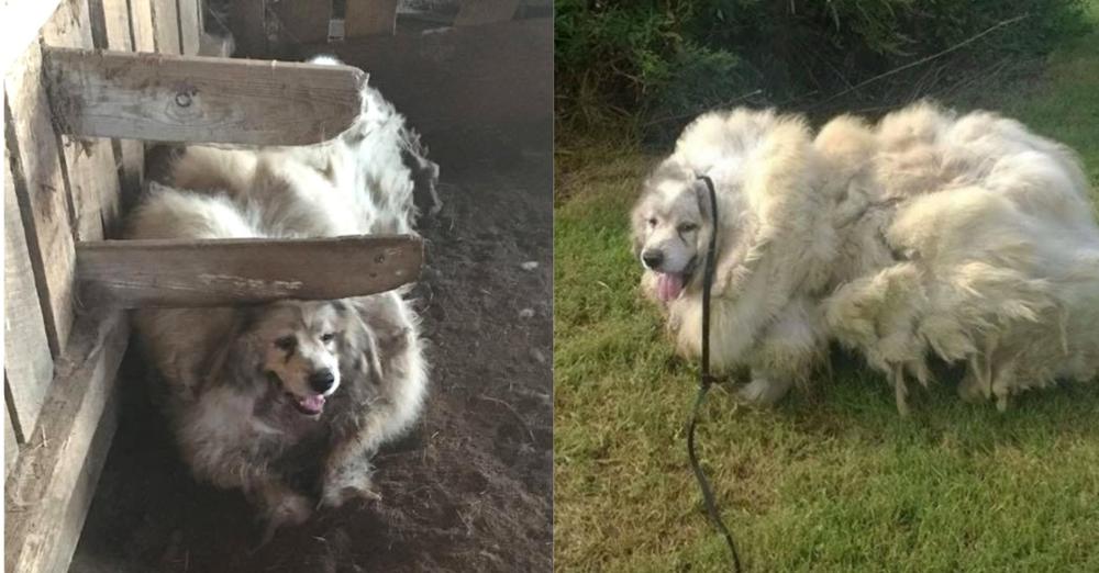 Dog Trapped In Barn For 6 Years Was Given An Astounding Makeover And A Brand New Life