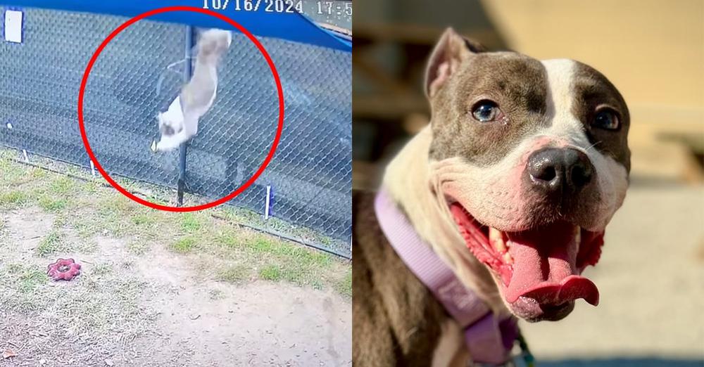 Dog was heartlessly thrown over 6-foot fence โ now she has a great new start