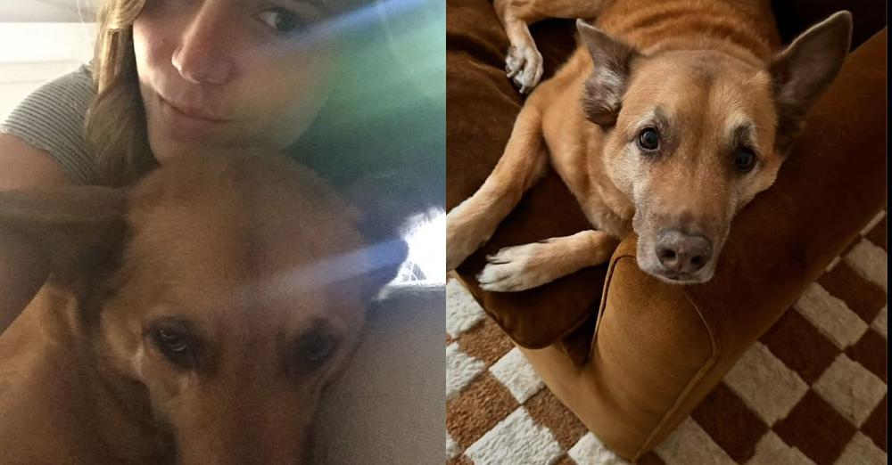 Mandy Moore mourns death of โbeautifulโ dog Jackson: โWe love you foreverโ