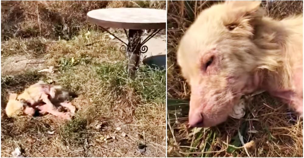 Lady Pulled Over To Bury Stray, Neared Sun Scorched Body & Her Nose Twitched