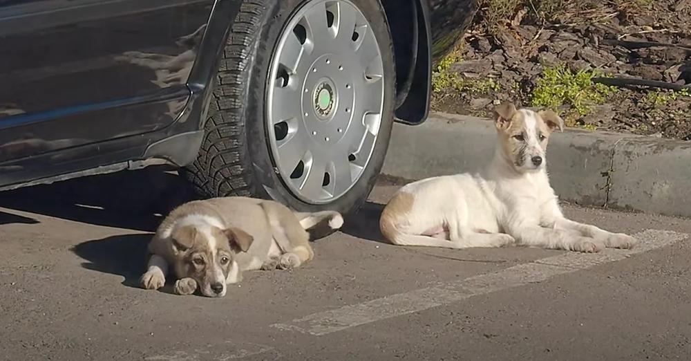 Two Puppies Were Abandoned In A Parking Lot And Were Left To Wonder