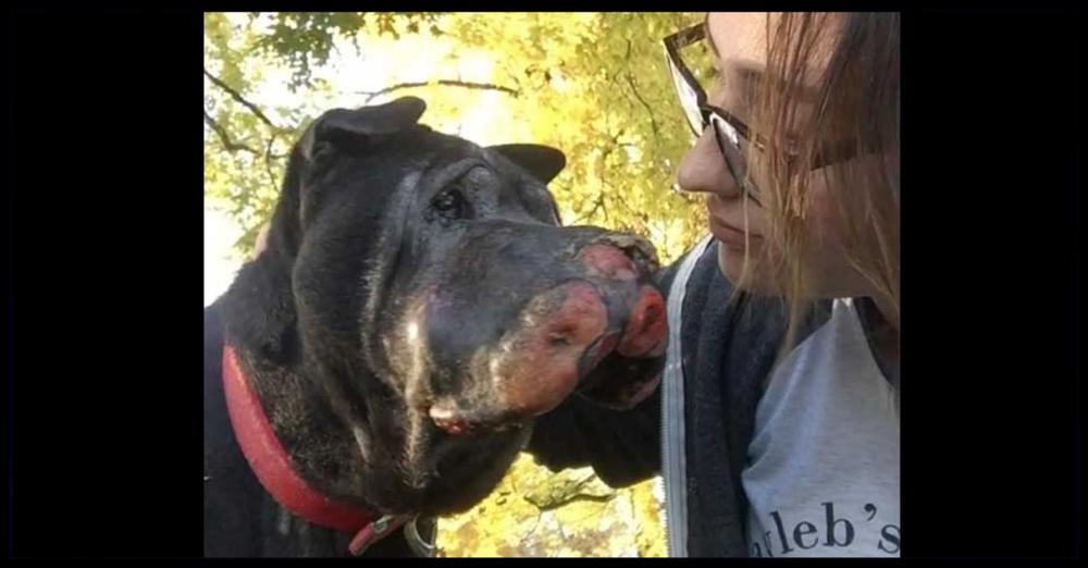 Girl Rescues Dying Dog And Then He Letโs Her Know Itโs Time To Say โGoodbyeโ