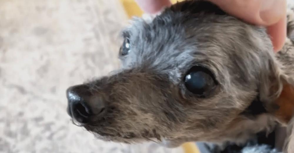 Tiny 14 Year-Old Dog Left at Shelter with His Favorite Toy, Looking For New Home