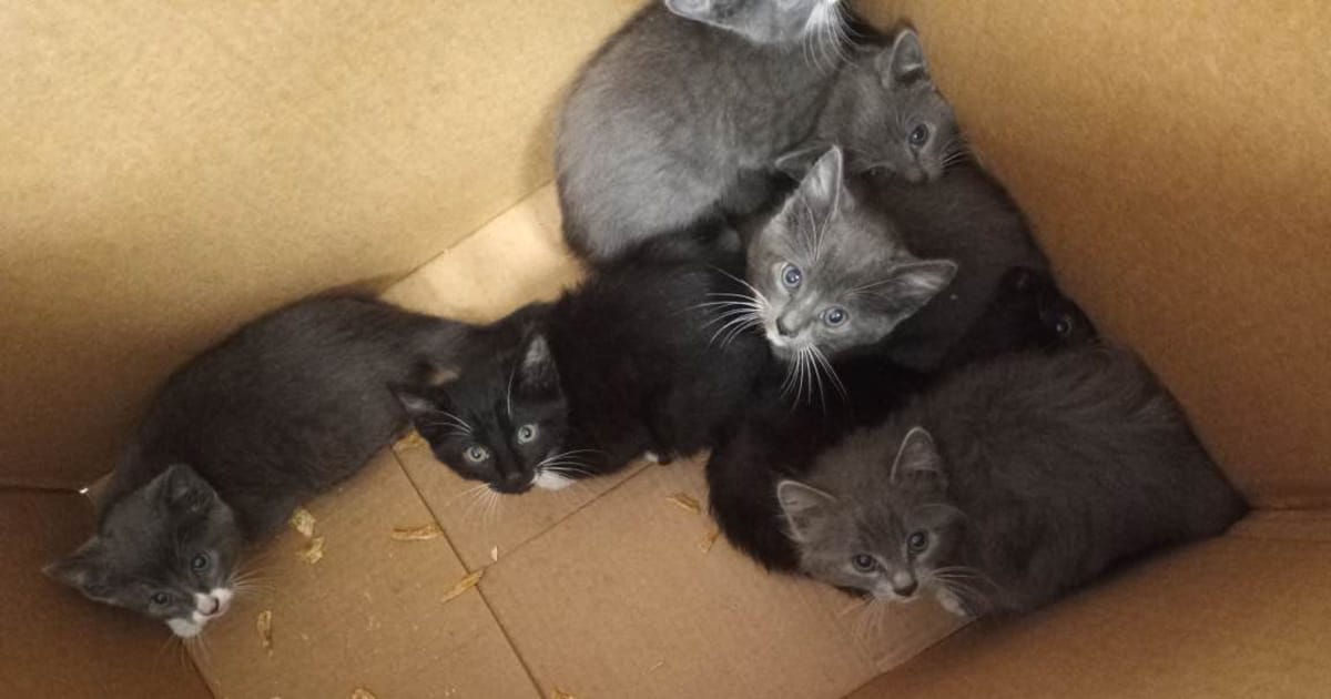 Shelter finds 7 cats left up in taped-up box with no air holes โ now theyโre getting a second chance
