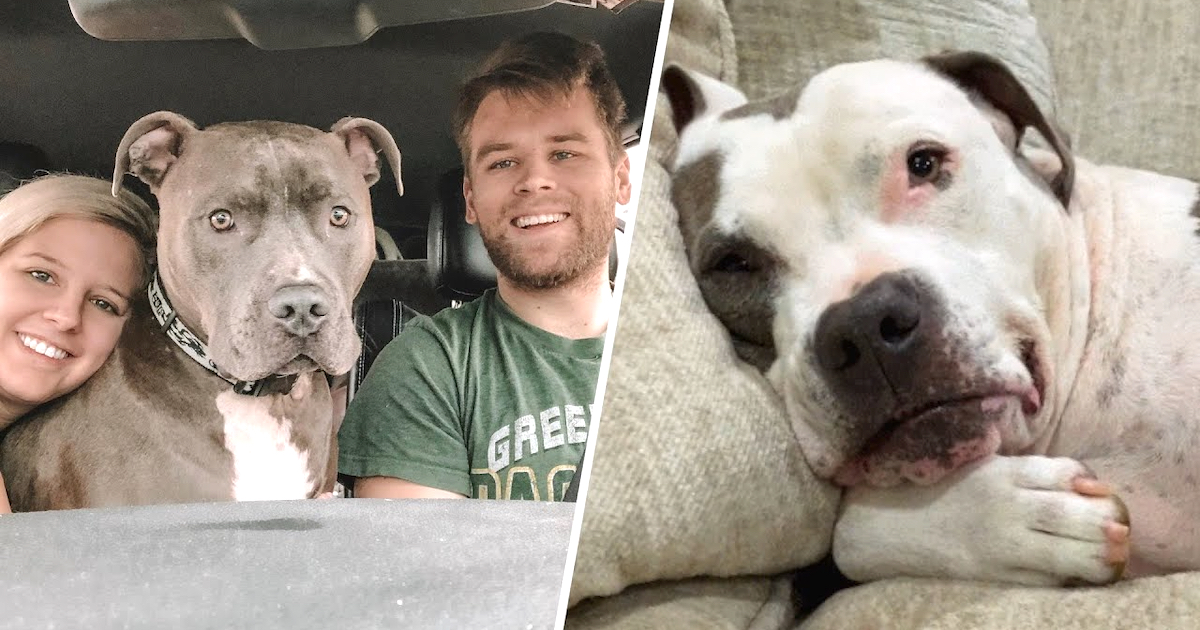 When Their 120 Pound Dog Learns Heโs Getting A Brother From The Shelter