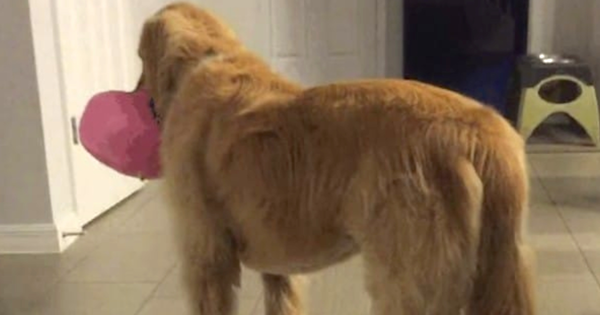 Family Adopted Foster Dog Even When Vet โCautionedโ That Heโs Mentally Challenged