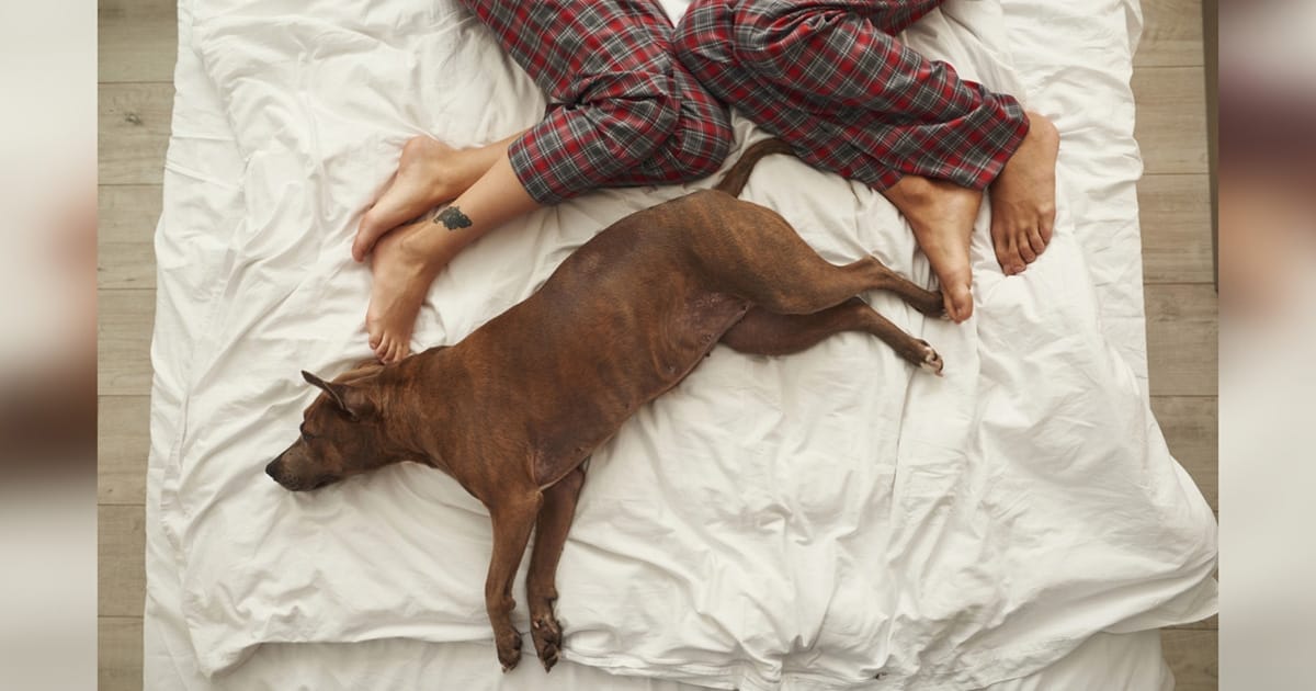 Man wants break-up after girlfriend objects to dog sleeping in their bed โ internet reacts