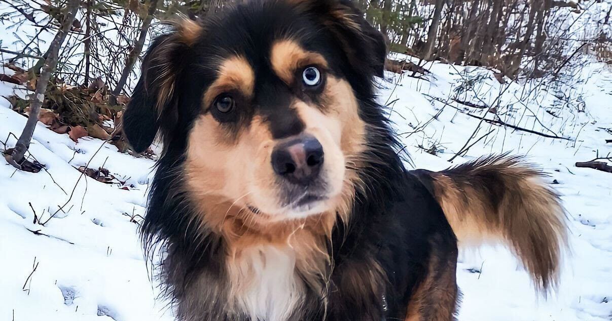 Veteran suffers massive heart attack โ wakes up to find his puppy saving his life: โPuppy CPRโ