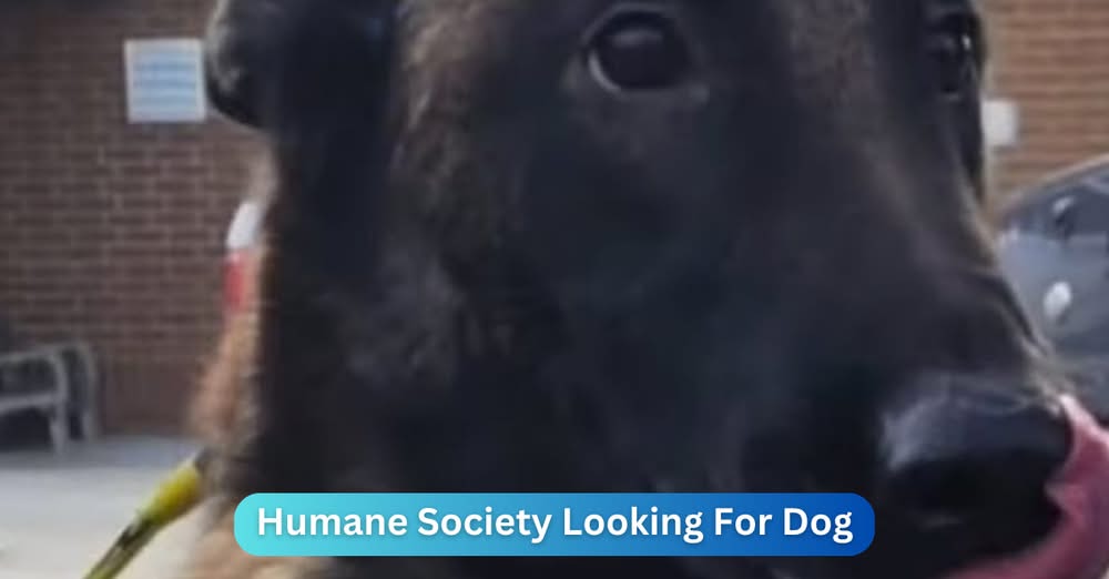 Humane Society Is Searching For Dog Given To The Wrong Owner