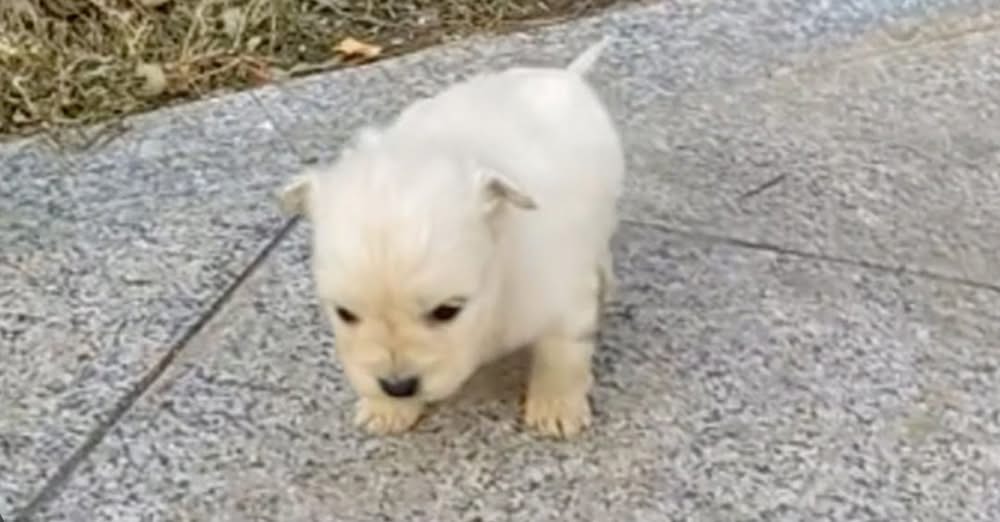 Stranger Spots Three-Week-Old Puppy on Sidewalk and Springs Into Action
