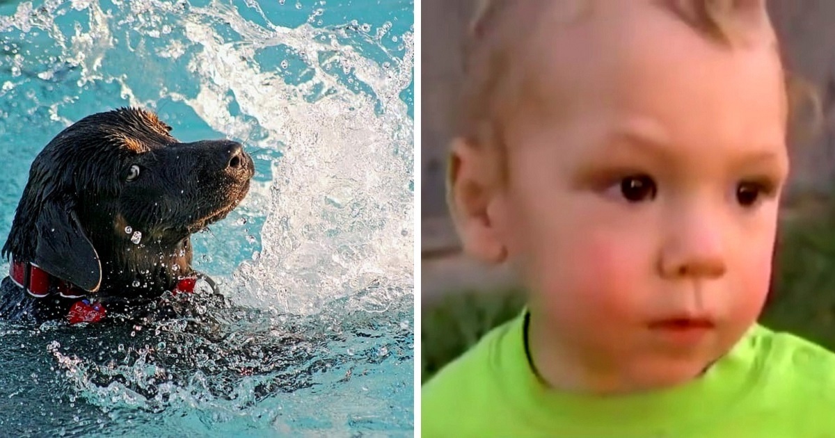 Toddler Begins Drowning In Pool, Quick Thinking Dog Keeps Him Above Water Level