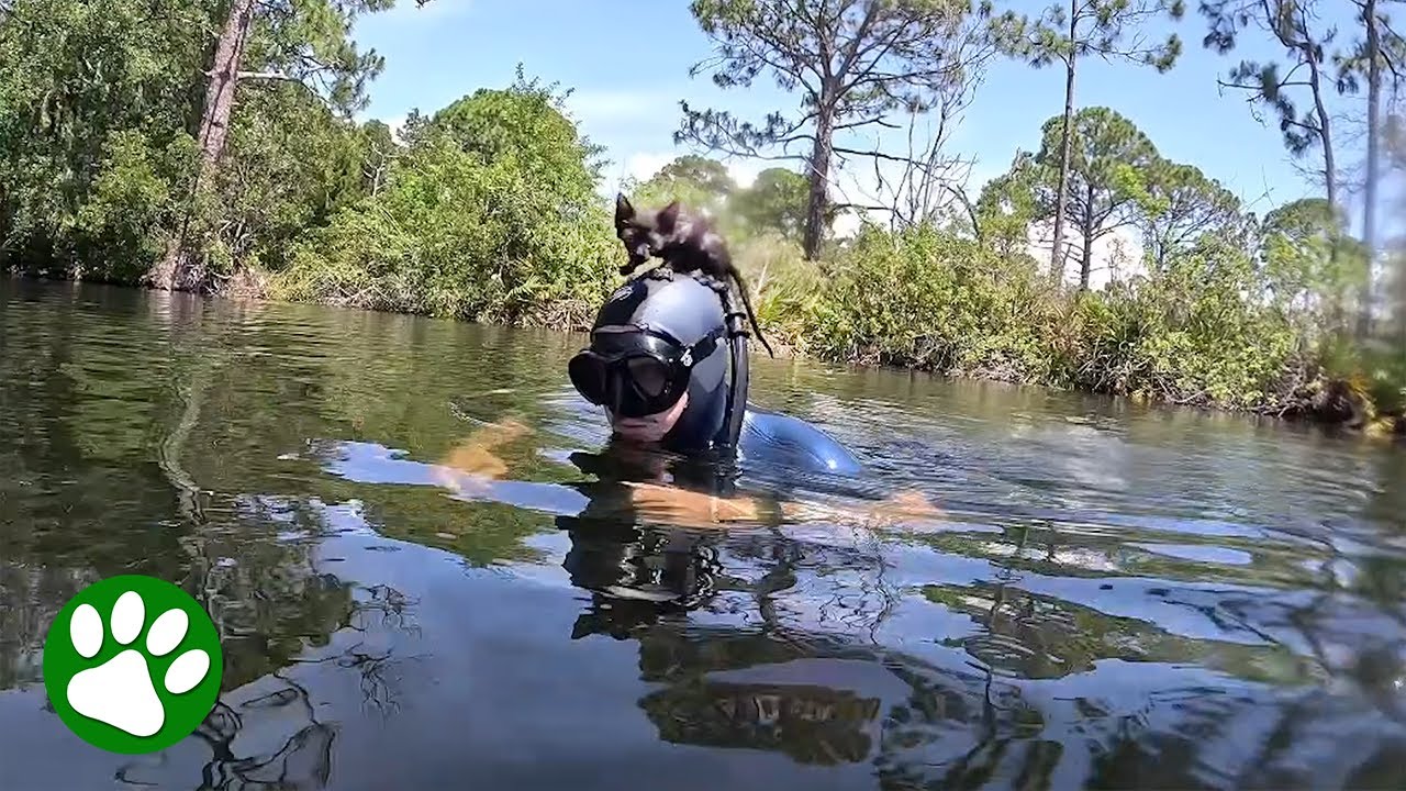 Kitten Suddenly Jumps On Diver’s Head And Makes Himself At Home