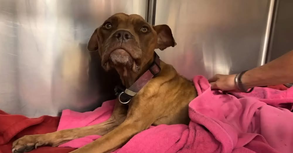 Paralyzed Skeleton Dog Was Found Laying In Trash Feels Loved One More Time