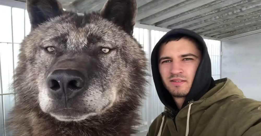 Man Lives With Worldโs Largest Wolf And Treats Him Like A Puppy