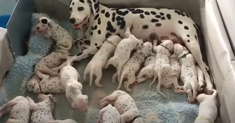Owners Are Left in Awe as Their Dalmatian Delivers Far More Puppies Than Anticipated