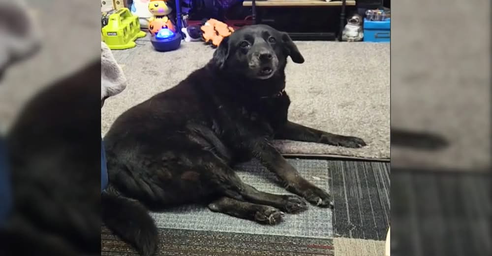 15-Year-Old Dog Gets a Second Chance After Being Left at Local Cat Shelter