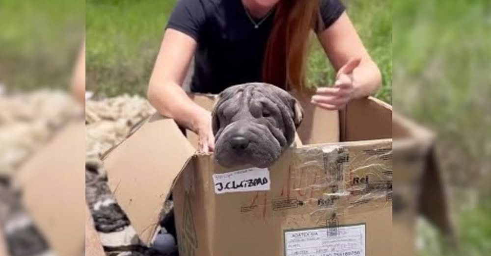 Blind Mama Dog Was Dumped In Landfill Refuses To Leave A Box Hoping To Be Reunited With Her Babies