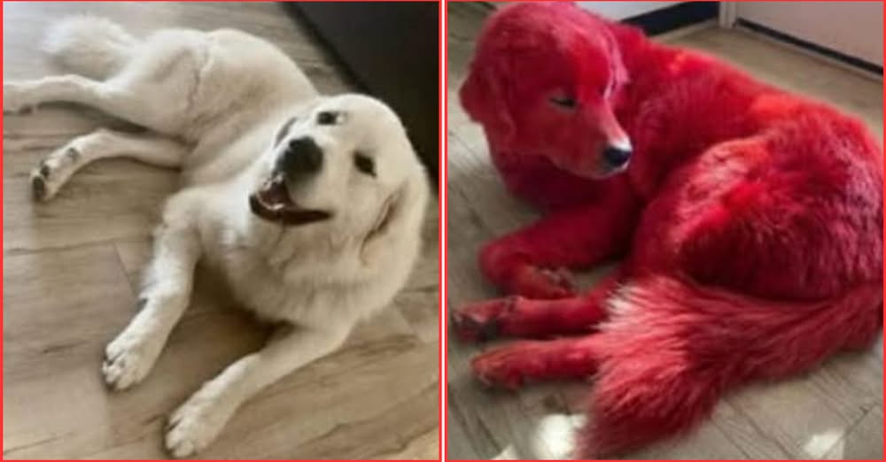 Dog Dyed Bright Red Sparks Internet Debate And the Internet Canโt Decide If Itโs Genius or Crazy