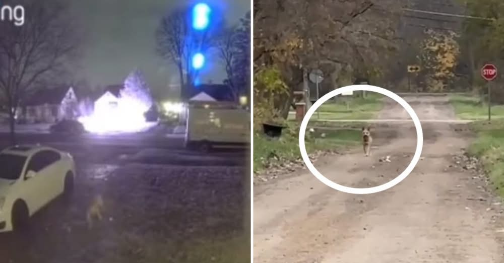 Dumped and Alone, This Dog Refused to Stop Searching for His Sister