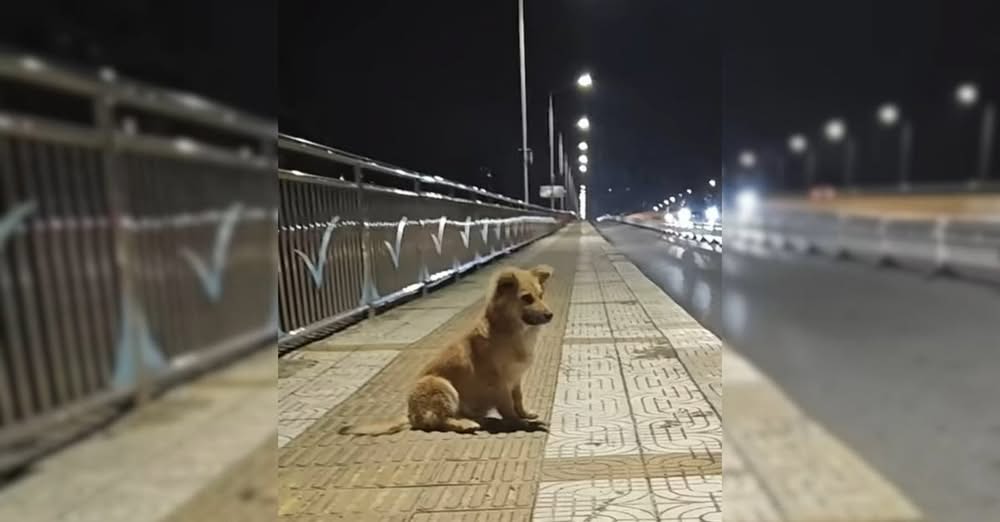 Faithful Pup Waited Weeks on an OverpassโThen a Kind Stranger Changed His Life