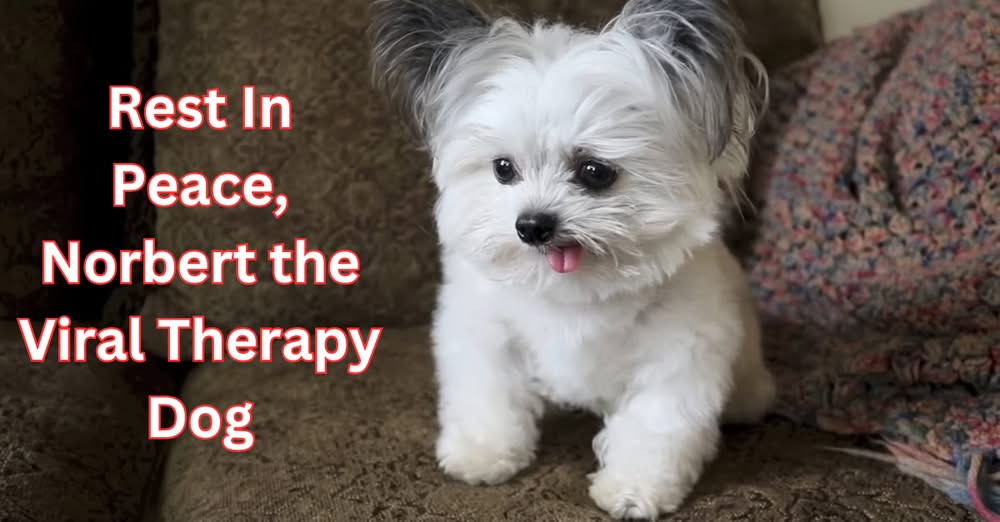 Norbert The Viral Therapy Dog Dead At The Age of 15 Rest In Peace